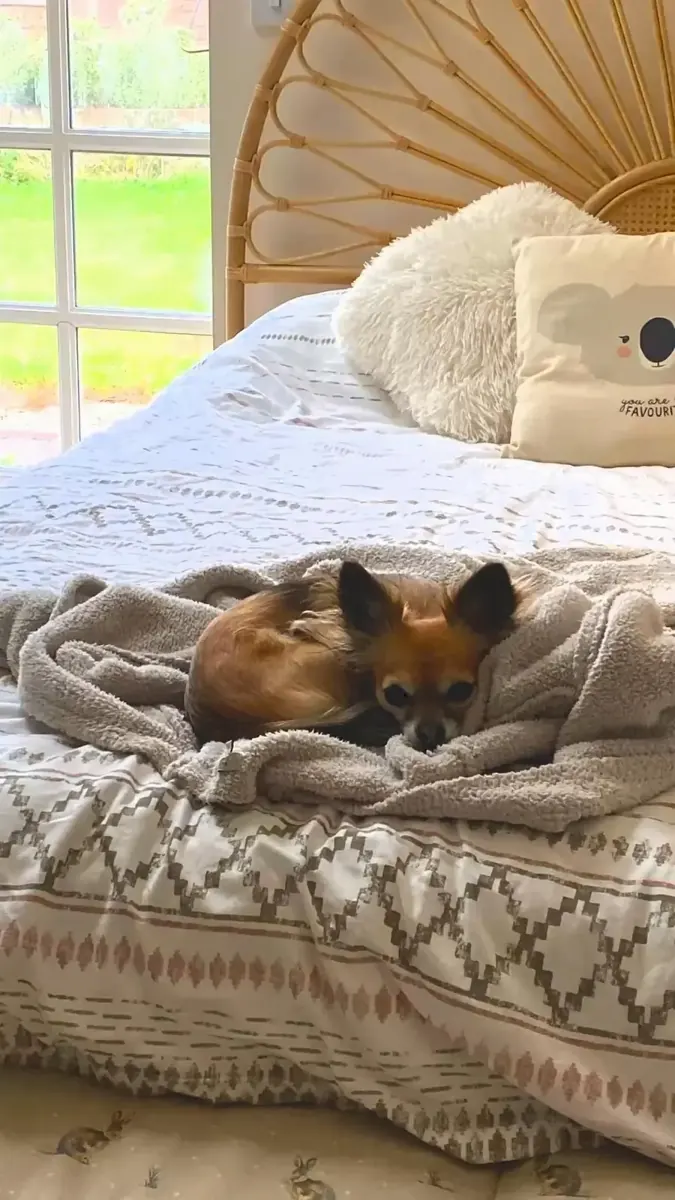 A small dog rests on patterned bedding beneath a fan-shaped woven headboard.