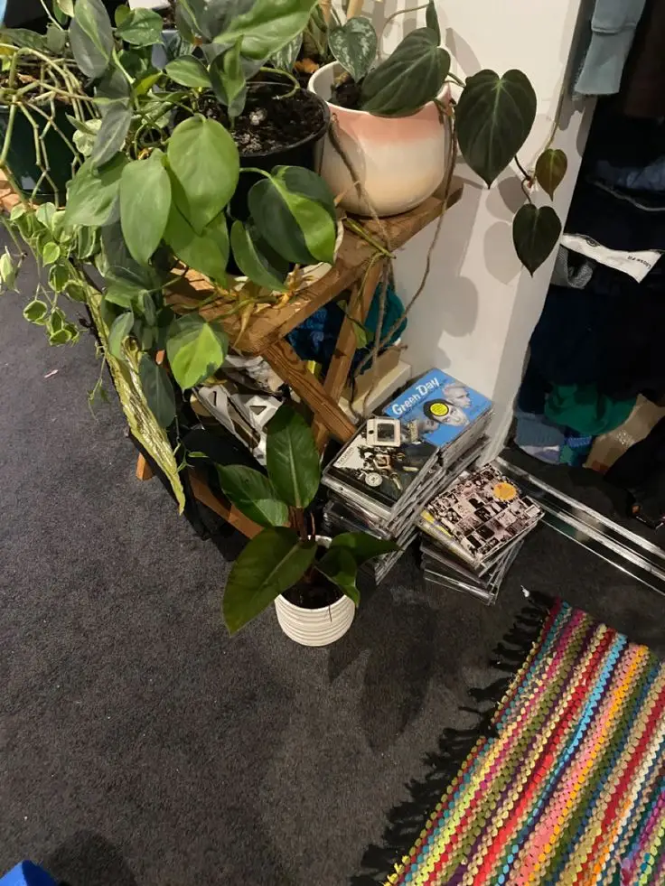 Trailing plants on a wooden stand beside CDs and a striped rug